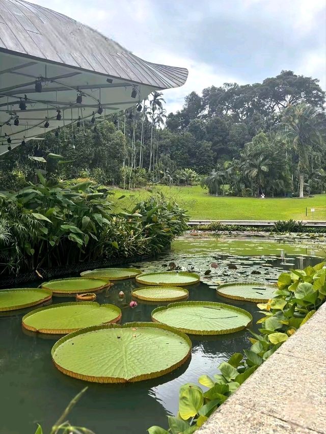 Discovering the Botanic Gardens Singapore
