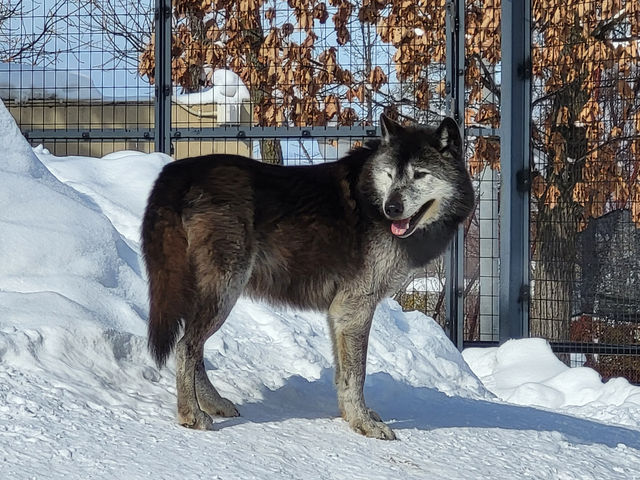 跟著企鵝走！北海道高人氣旭山動物園雪季巡禮
