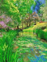 Live Your K-Drama Summer – A Slow Escape to Nami Island 🍃🎬