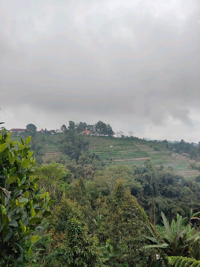 A Sip of Bali’s Soul: Tea & Coffee Tasting at the Plantation