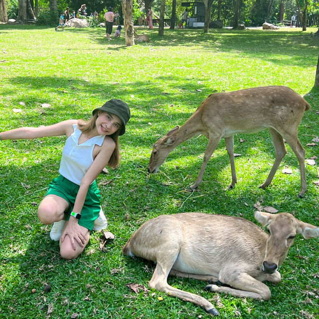 สวนสัตว์เปิดเขาเขียว @ศรีราชา 🌳🎡🦒