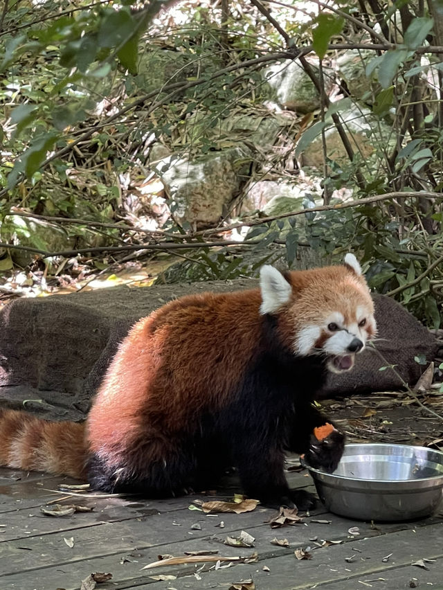 มาดู Red panda กันค่า❤️