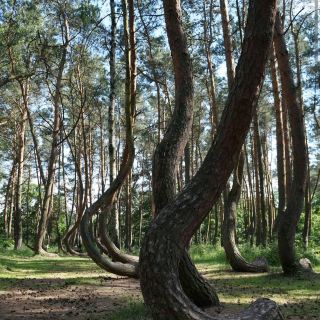 Headline: "A Tree-Twisting Mystery in Poland’s Crooked Forest"
