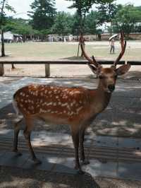 [나라공원] 사슴 구경🦌