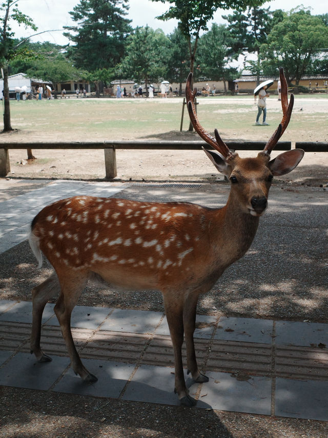 [나라공원] 사슴 구경🦌