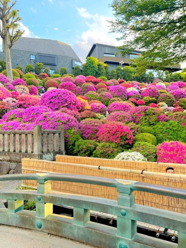 A Burst of Color at Nezu Shrine Azalea Garden