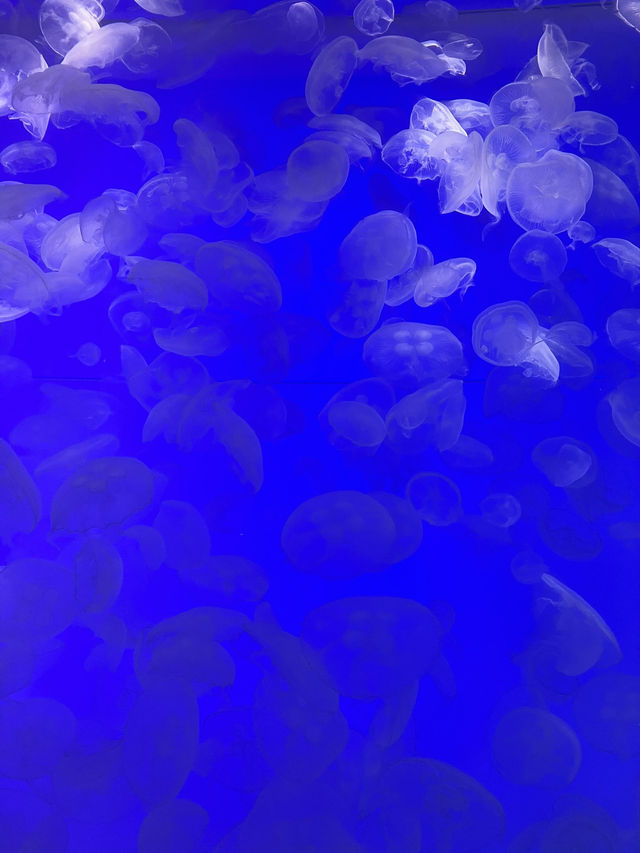 大洗水族館