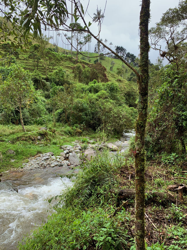 Horseback Adventure Through Colombia’s Stunning Cocora Valley