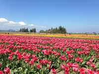 Skagit Valley Tulip Farm