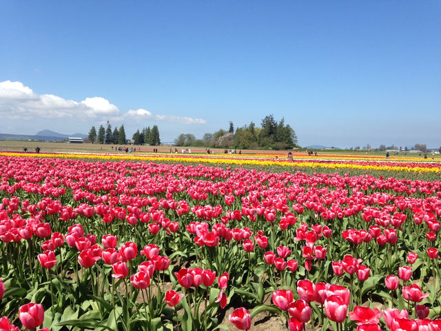 Skagit Valley Tulip Farm