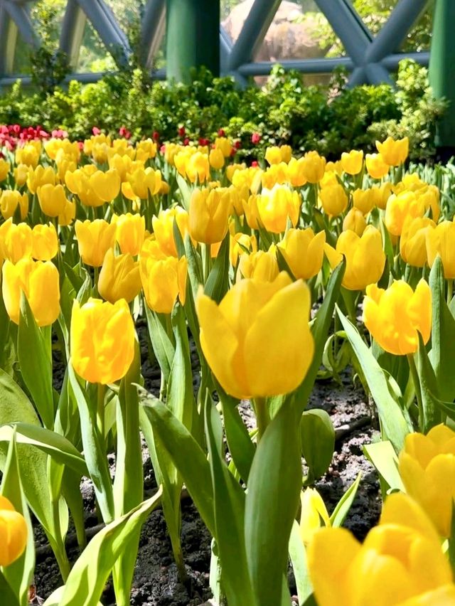 เที่ยวสวนดอกทิวลิประยอง 🌷