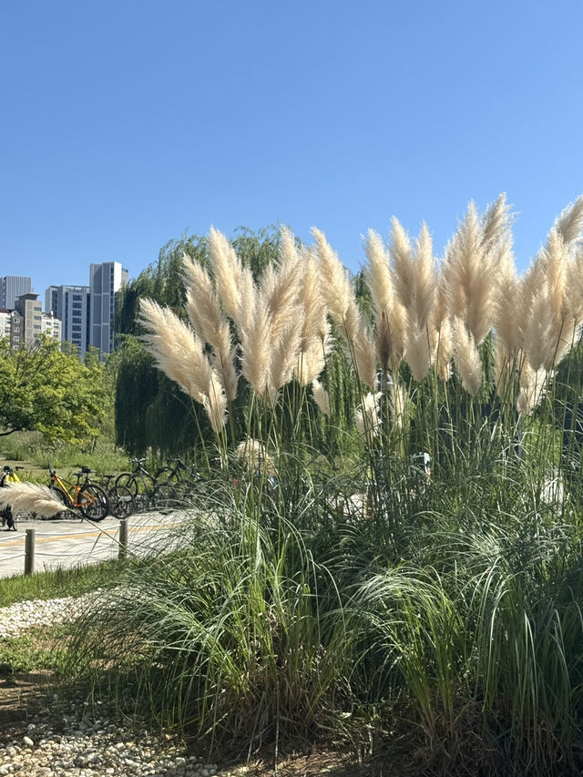 🌿 쉼과 여유가 있는 수원 망포 글빛누리공원 🌳