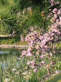 濱離宮恩賜庭園：都市中的綠意天堂 🌸🌳