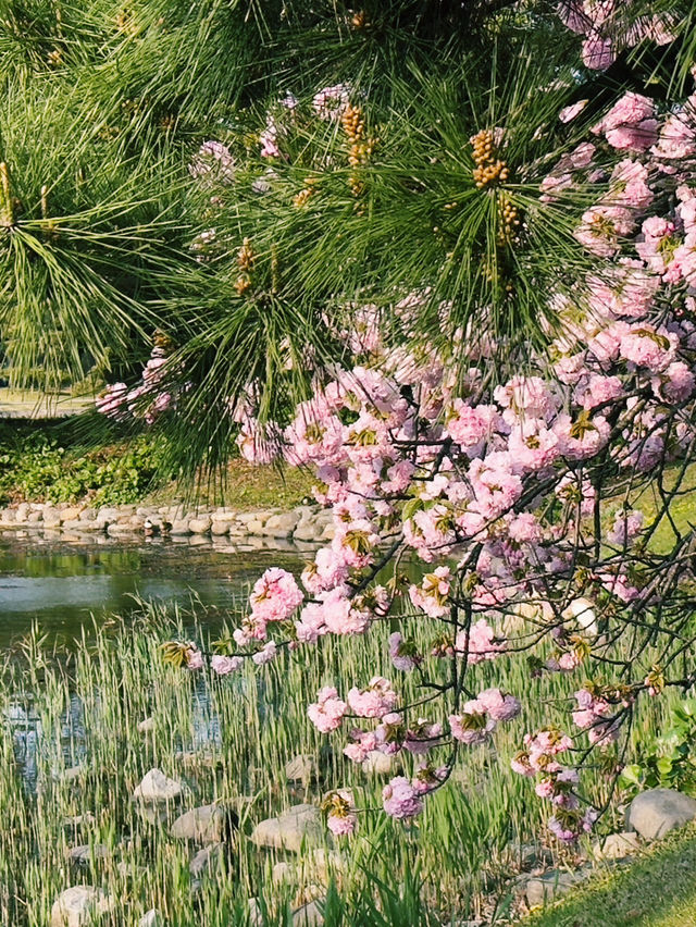 濱離宮恩賜庭園：都市中的綠意天堂 🌸🌳