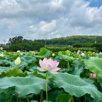 🌸 회산 백련지, 여름에 만나는 연꽃 천국