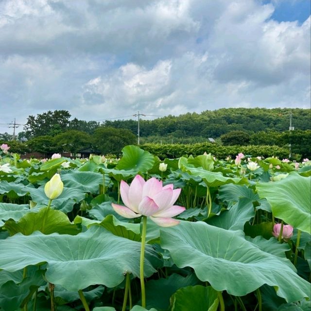 🌸 회산 백련지, 여름에 만나는 연꽃 천국