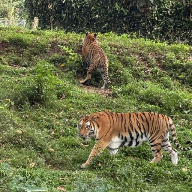 🦒🚙 Drive-Thru Safari Experience You’ll Never Forget - Safari Bogor 🇮🇩