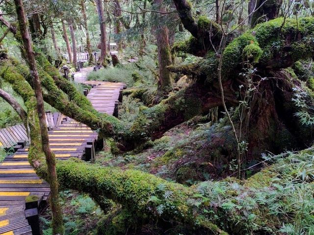 整個步道都是檜木香_太平山鐵杉林步道