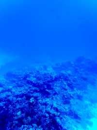 ［埃及旅遊］埃及紅海玻璃船🐠🐡超美的海底世界