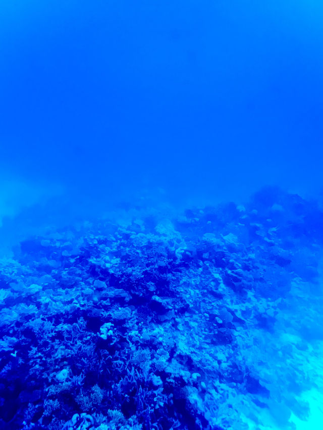 ［埃及旅遊］埃及紅海玻璃船🐠🐡超美的海底世界