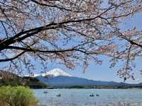 河口湖櫻花季