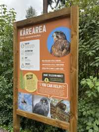 ไปดูนกกีวี่ ไอคอนของนิวซีแลนด์ตัวจริงที่ Kiwi Park