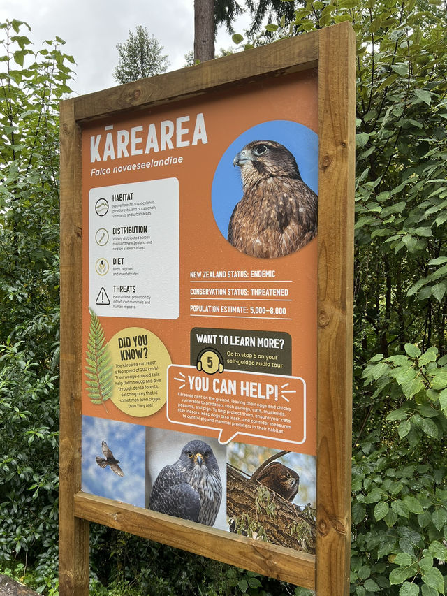 ไปดูนกกีวี่ ไอคอนของนิวซีแลนด์ตัวจริงที่ Kiwi Park