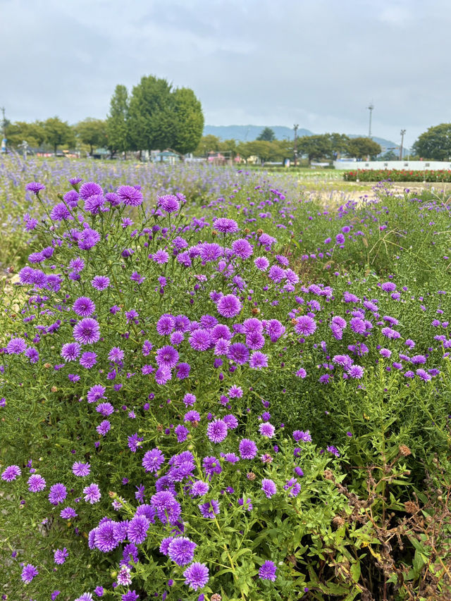부산근교 지금부터 가야하는 대형 꽃밭🌷🌼
