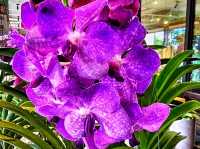 🌺 Marie Selby Botanical Gardens – A Tropical Oasis by the Bay