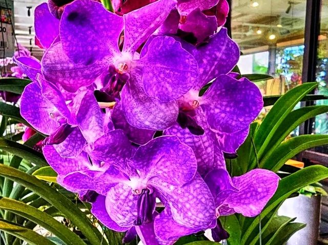 🌺 Marie Selby Botanical Gardens – A Tropical Oasis by the Bay 🌺 Marie Selby Botanical Gardens – A Tropical Oasis by the Bay