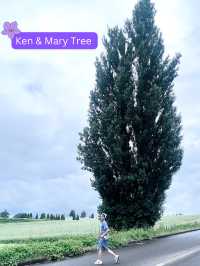🪻วางแผน one day trip Asahikawa-biei-furano🪻
