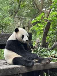 熊貓明星💕妹豬打卡必去🐼  樹熊🐨 近距離接觸長頸鹿🦒
