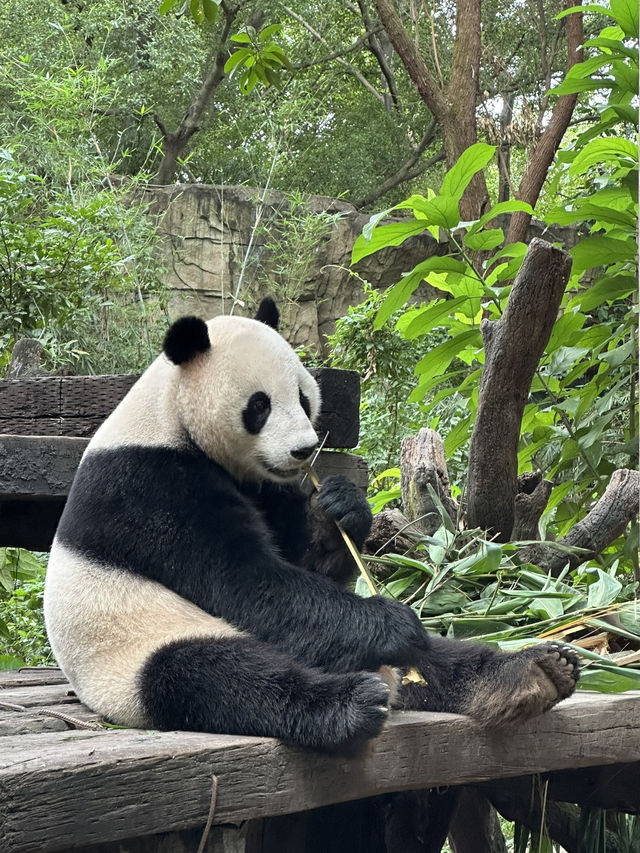 熊貓明星💕妹豬打卡必去🐼  樹熊🐨 近距離接觸長頸鹿🦒 熊貓明星💕妹豬打卡必去🐼  樹熊🐨 近距離接觸長頸鹿🦒