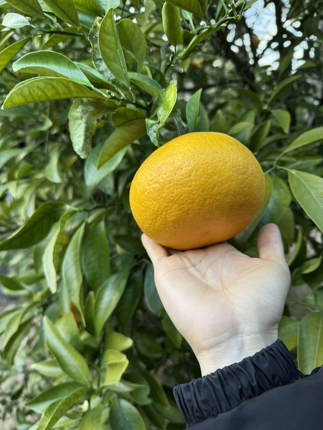 Hallim Park — одно из самых неожиданных мест на Чеджу
