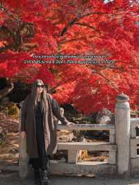 🍂 Autumn in Nara Park🍁🫎