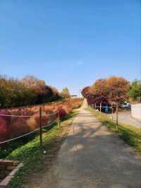 ⭐서울 올림픽공원 하루 코스 – 거대한 엄지상 구경하고, 가을 댑싸리 걷고, 청와옥에서 마무리!