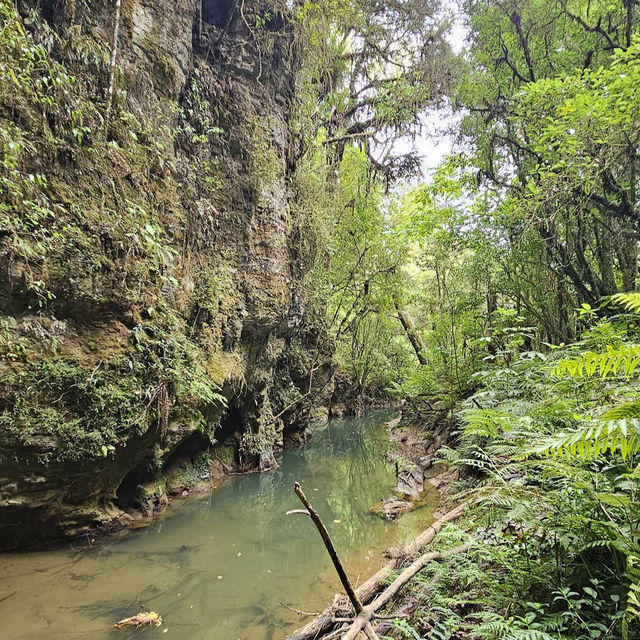Waitomo Glowworm Caves