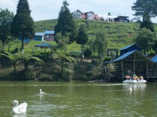 翡翠般的伊蘭織錦