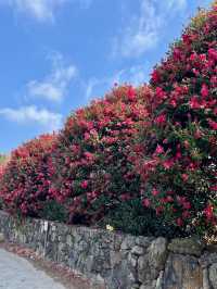 ๐๐ป๐๐ป์ ์ฃผ๋ ๋๋ฐฑ๊ฝ ๋๋ฐฑํฌ๋ ์คํธ๐