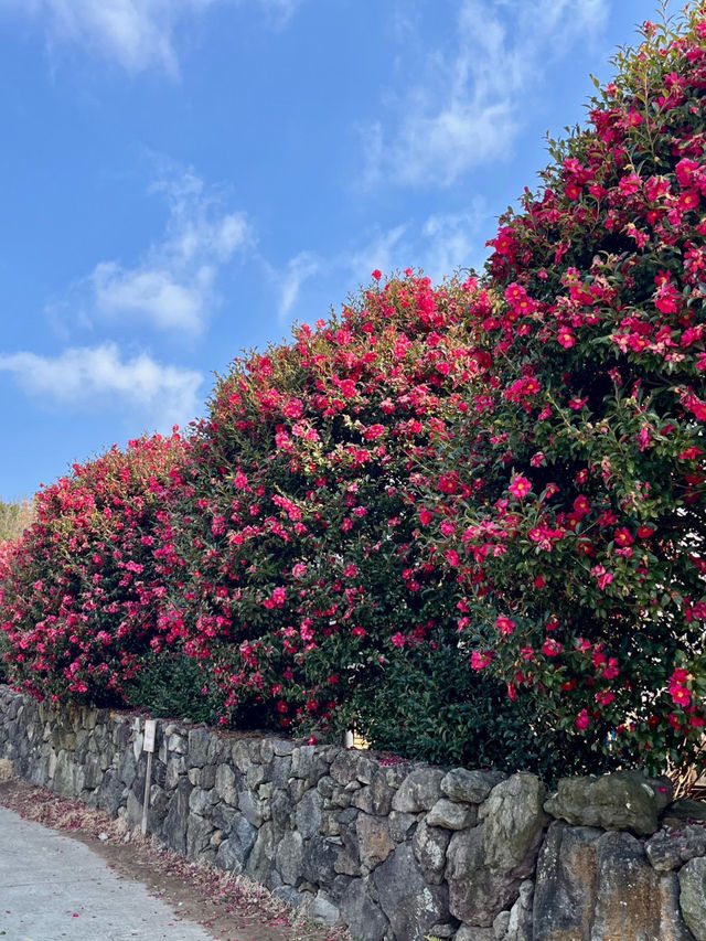 ๐๐ป๐๐ป์ ์ฃผ๋ ๋๋ฐฑ๊ฝ ๋๋ฐฑํฌ๋ ์คํธ๐ ๐๐ป๐๐ป์ ์ฃผ๋ ๋๋ฐฑ๊ฝ ๋๋ฐฑํฌ๋ ์คํธ๐