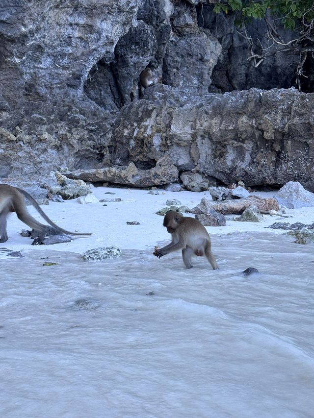 皮皮島、瑪雅灣、猴子島、Khai島:普吉海上四大夢幻景點一次玩到飽 皮皮島、瑪雅灣、猴子島、Khai島:普吉海上四大夢幻景點一次玩到飽