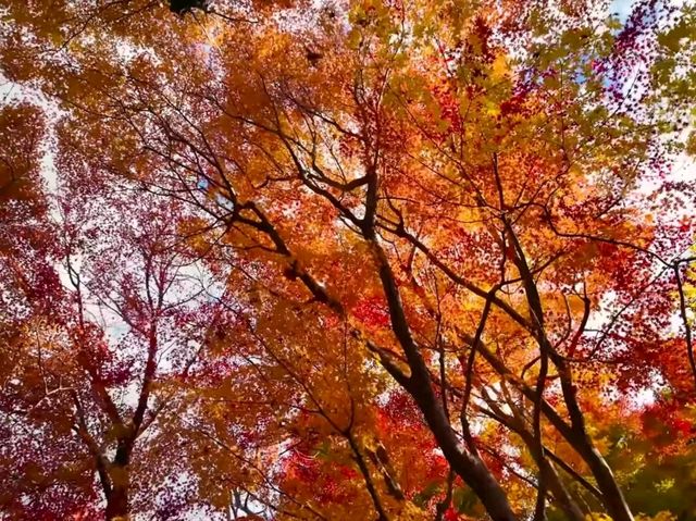 京都龍安寺秋日賞楓必到秘境🍁一場視覺與心靈的雙重盛宴
