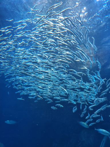 新潟市水族館マリンピア日本海 | Trip.com 新潟市