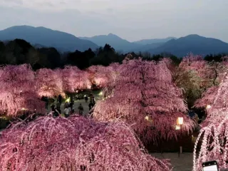 Suzuka Travel Guide 2026: Top Attractions, Things to do