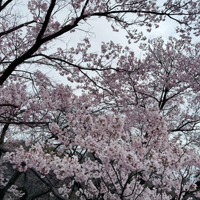 櫻花季必到賞花秘景~新宿御苑🌸🌸