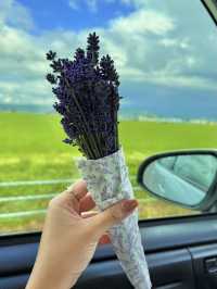 HOKKAIDO SELF DRIVE ITINERARY 27TH JUNE TO 3RD JULY ✈️🦀🌻🍇🌸🐙