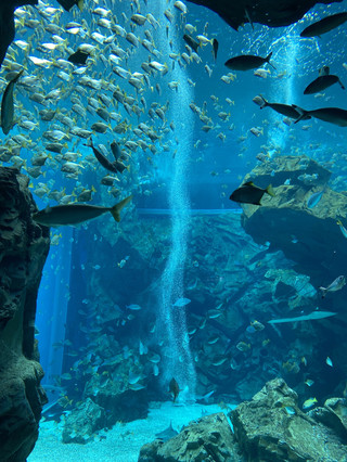 Xpark Taiwan 壯觀的水族館,靠近機場和 Gloria Outlet