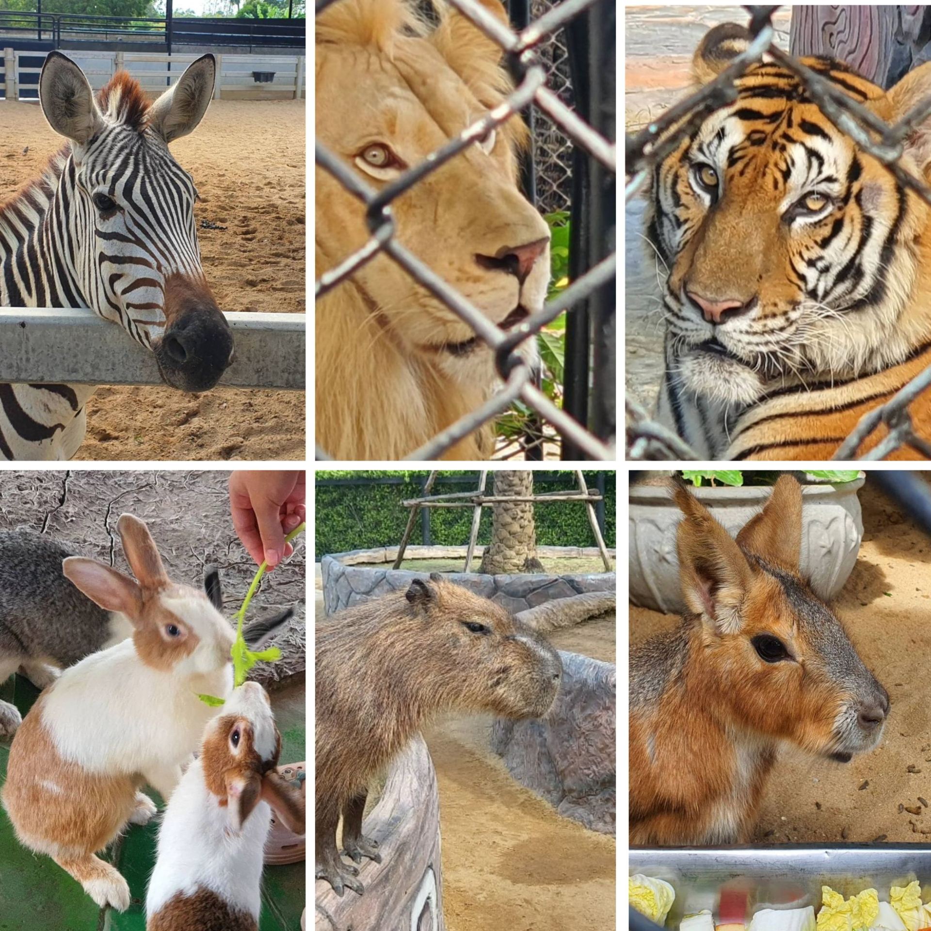 去大城府的動物園玩吧 