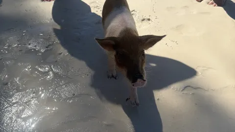 Short on time for Exuma? Rose Island is the perfect spot near Nassau to see the swimming pigs! Easy access. — traveler post in Exuma