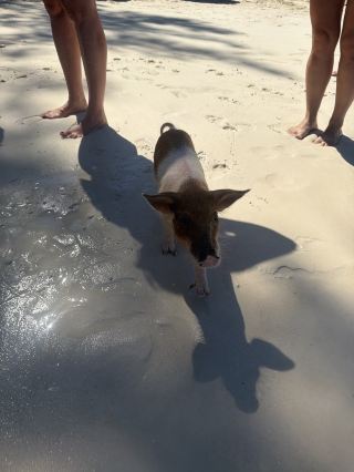 Short on time for Exuma? Rose Island is the perfect spot near Nassau to see the swimming pigs! Easy access.
